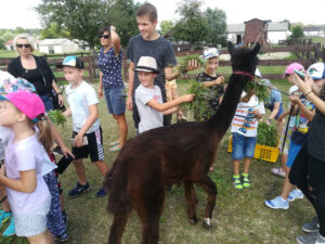 Miniaturka artykułu Alpaki to niezwykłe zwierzaki – wycieczka do Zagrody Alpaki.