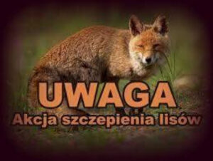 Miniaturka artykułu Wiosenna akcja szczepienia lisów przeciwko wściekliźnie