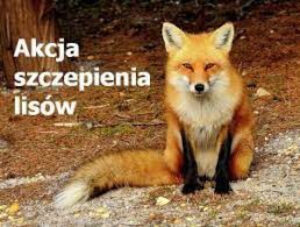 Miniaturka artykułu Akcja szczepienia lisów przeciwko wściekliźnie