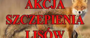 Miniaturka artykułu Dodatkowa akcja szczepień lisów przeciwko wściekliźnie