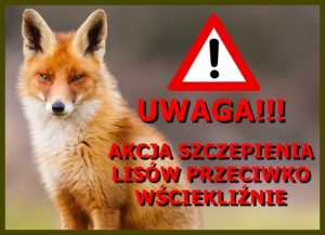 Miniaturka artykułu Dodatkowa akcja szczepień lisów przeciw wściekliźnie