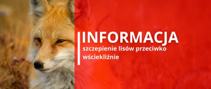 Miniaturka artykułu Szczepienia lisów przeciwko wściekliźnie