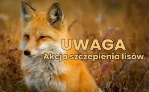 Miniaturka artykułu Jesienna akcja szczepień lisów przeciwko wściekliźnie